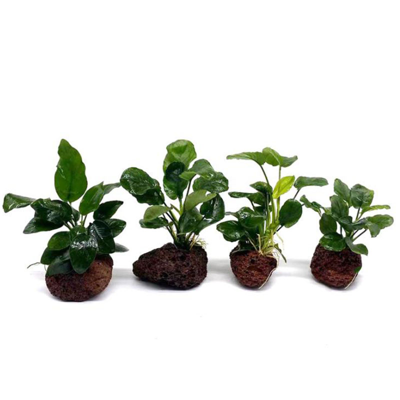 Volcanic Aquarium Decoration F - Aquarium Marine Rock ulasan dan harga