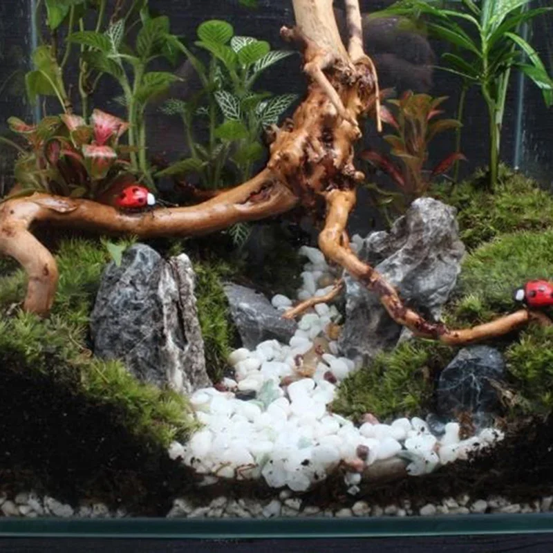 Natural Tree Trunk Driftwood A - Aquarium Marine Rock ulasan dan harga