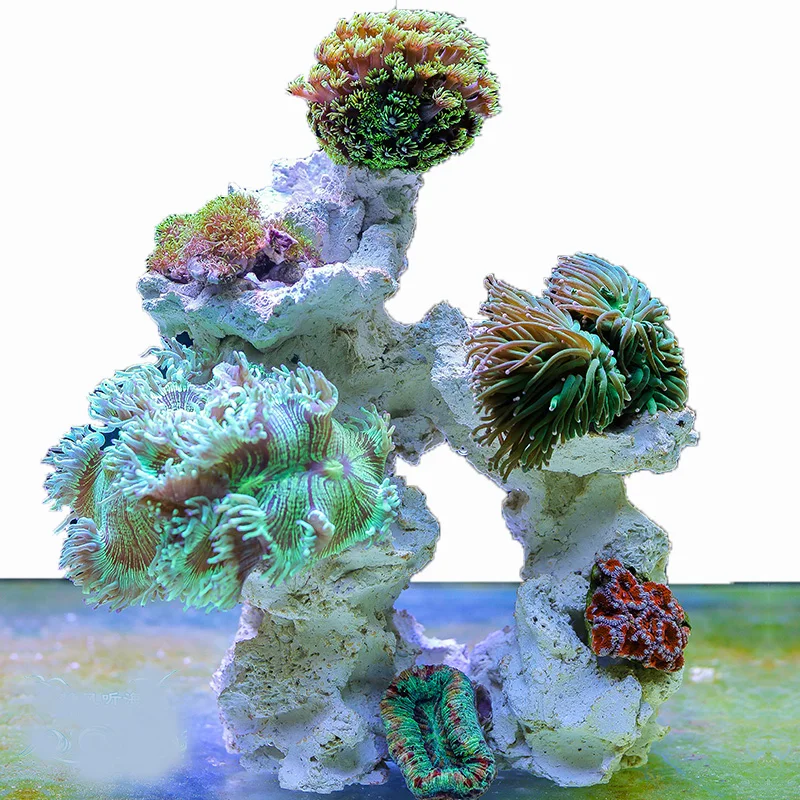 Marine Aquarium Stone Reef Cor - Aquarium Marine Rock ulasan dan harga